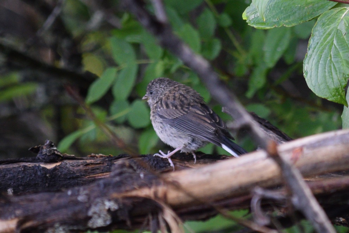 ユキヒメドリ（oreganus グループ） - ML621769672