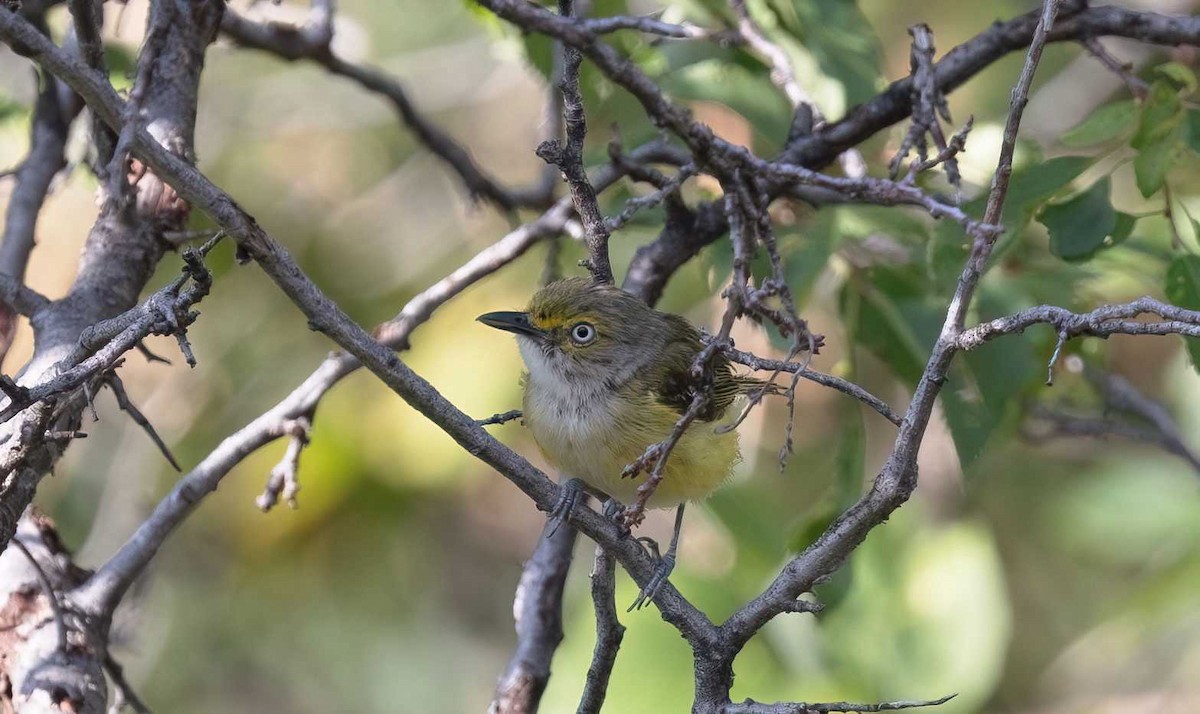 White-eyed Vireo - ML621769710