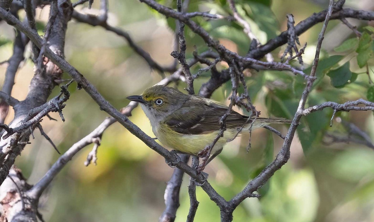 White-eyed Vireo - ML621769711