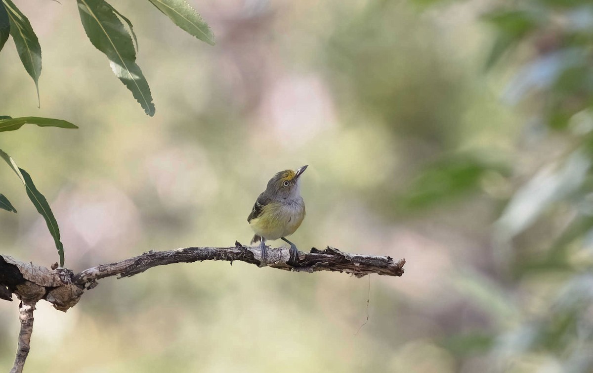 White-eyed Vireo - ML621769712