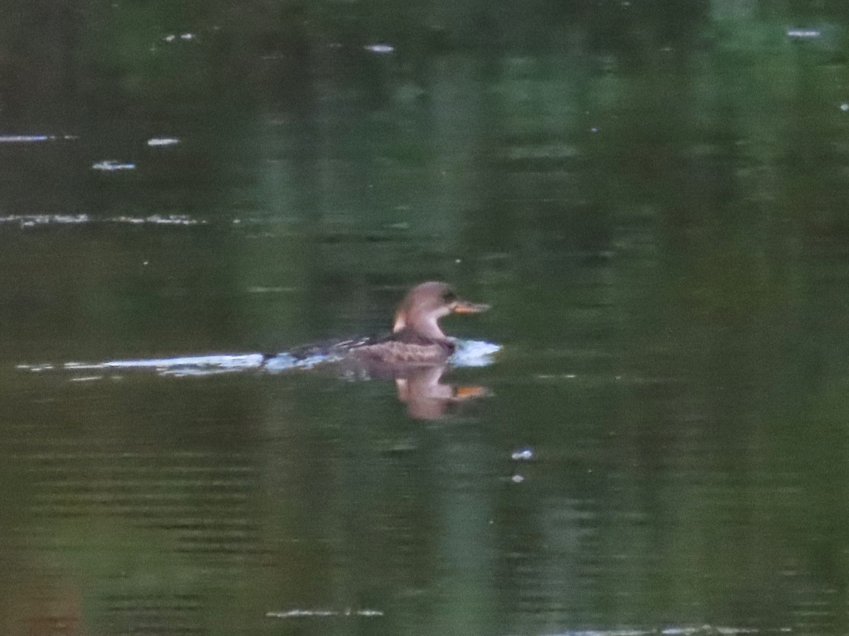 Hooded Merganser - ML621769768