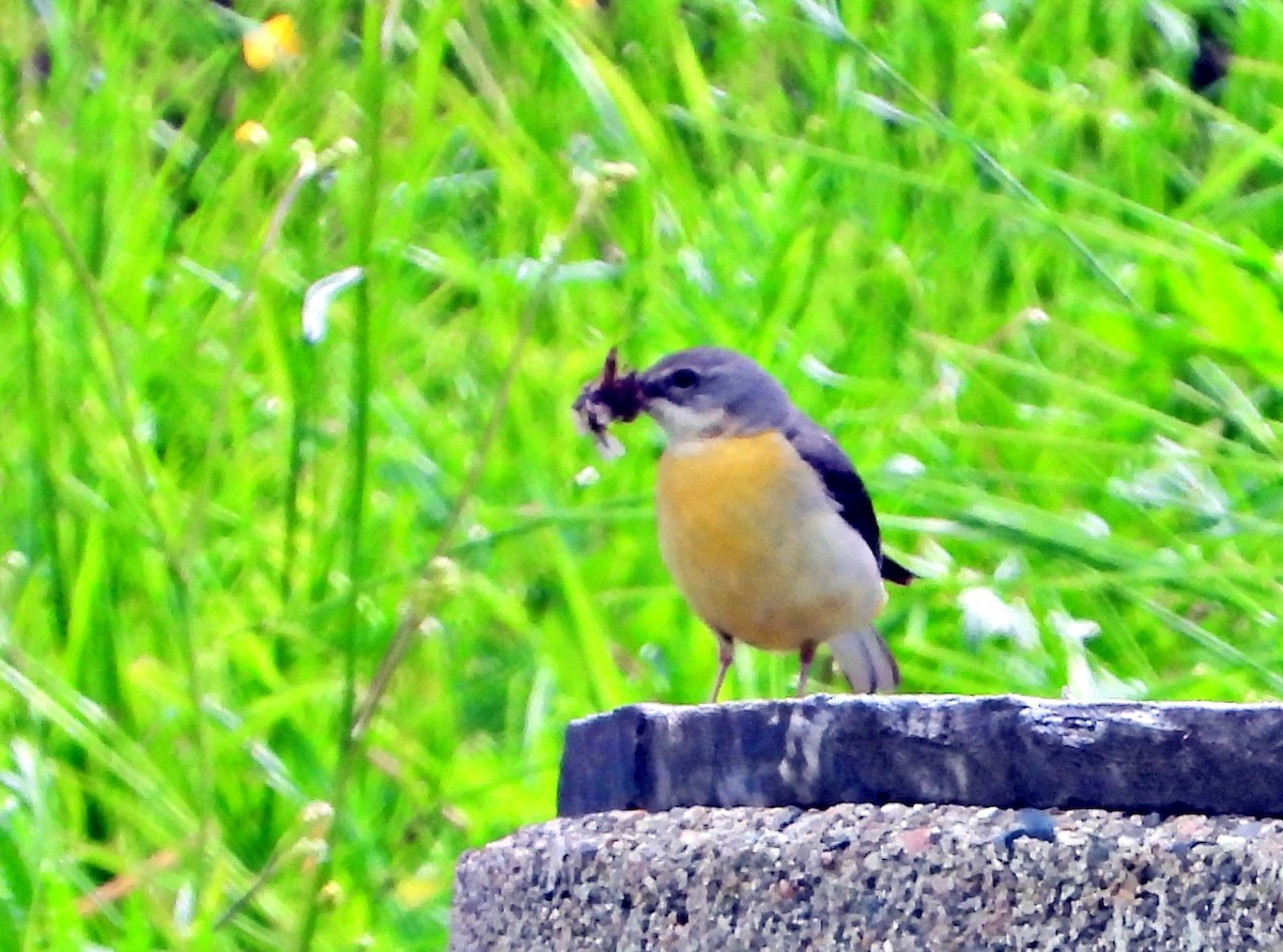 Gray Wagtail - ML621769777