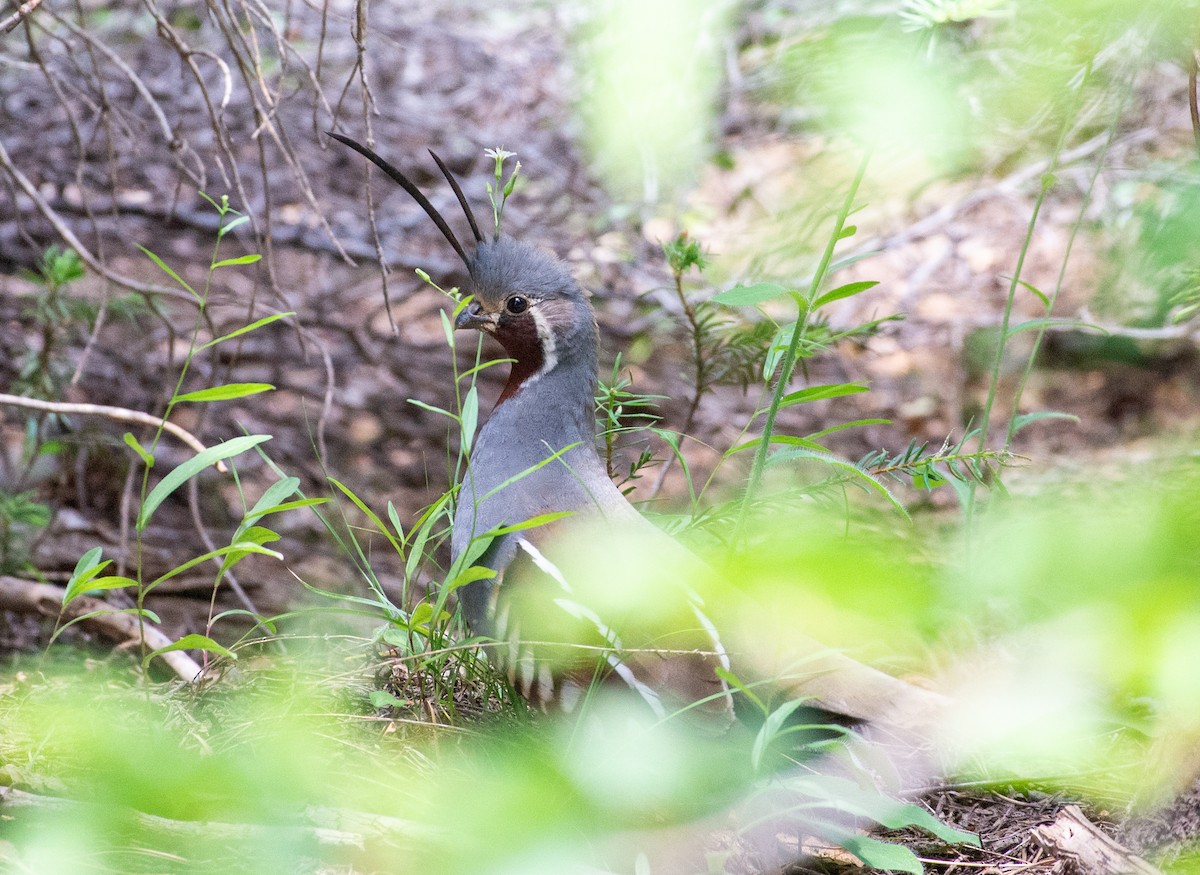 Mountain Quail - ML621769854