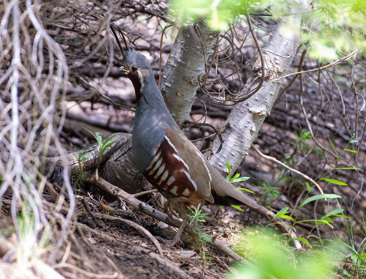 Mountain Quail - ML621769855