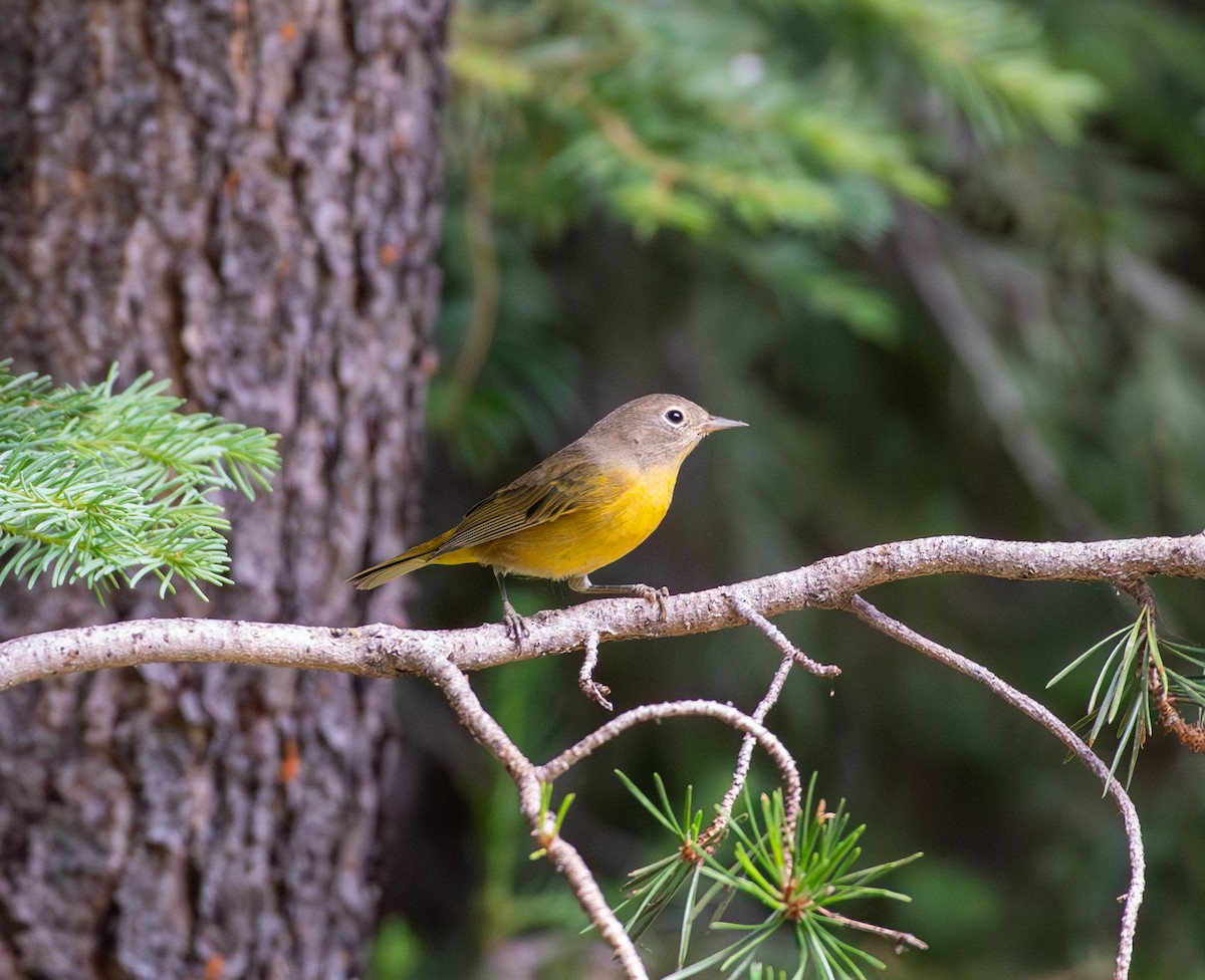 Nashville Warbler - ML621769856