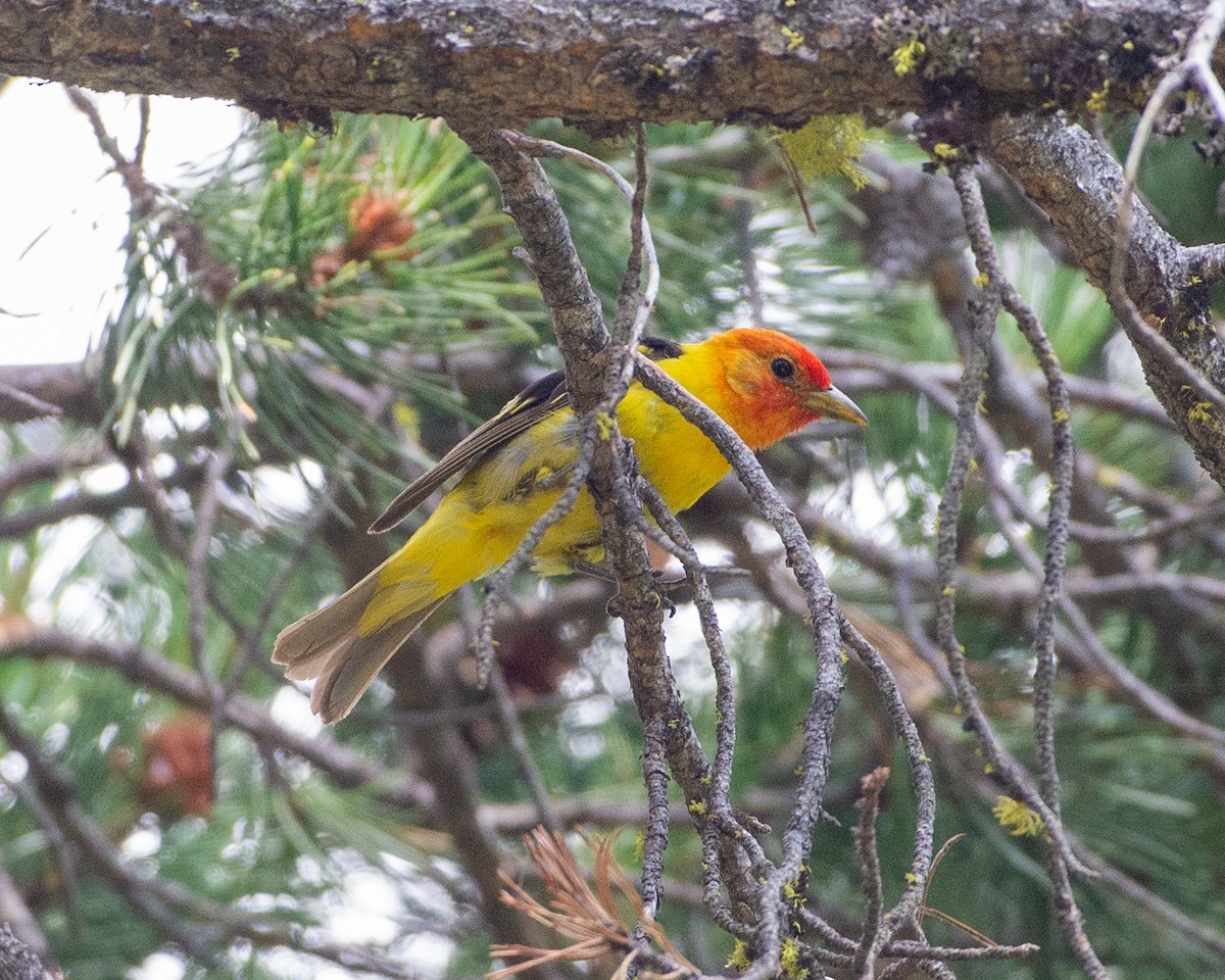 Western Tanager - ML621769858