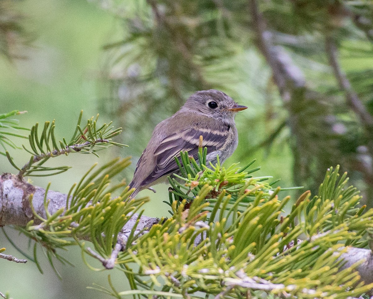 Empidonax sp. - ML621769861