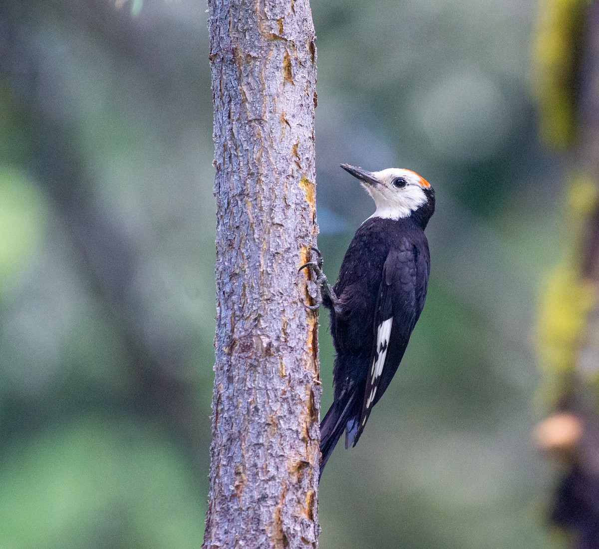 White-headed Woodpecker - ML621769863