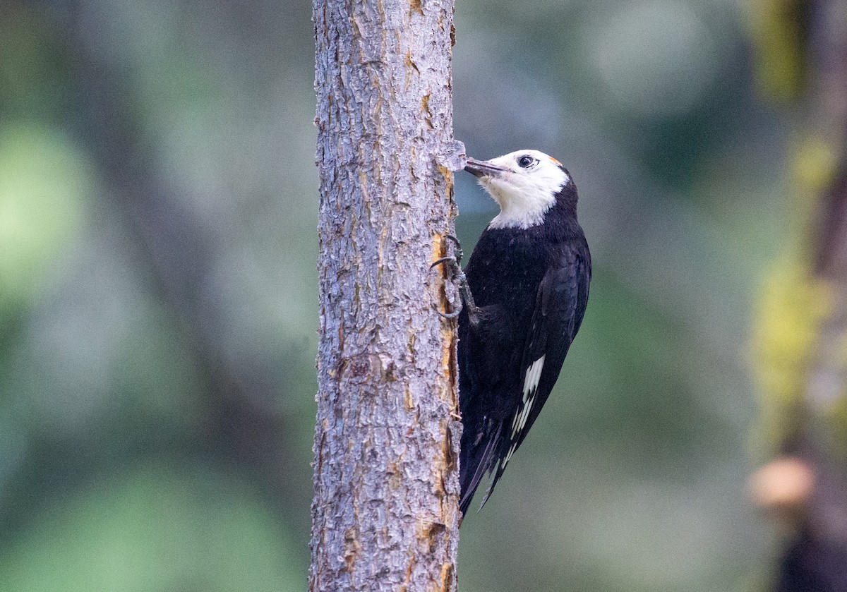 White-headed Woodpecker - ML621769865