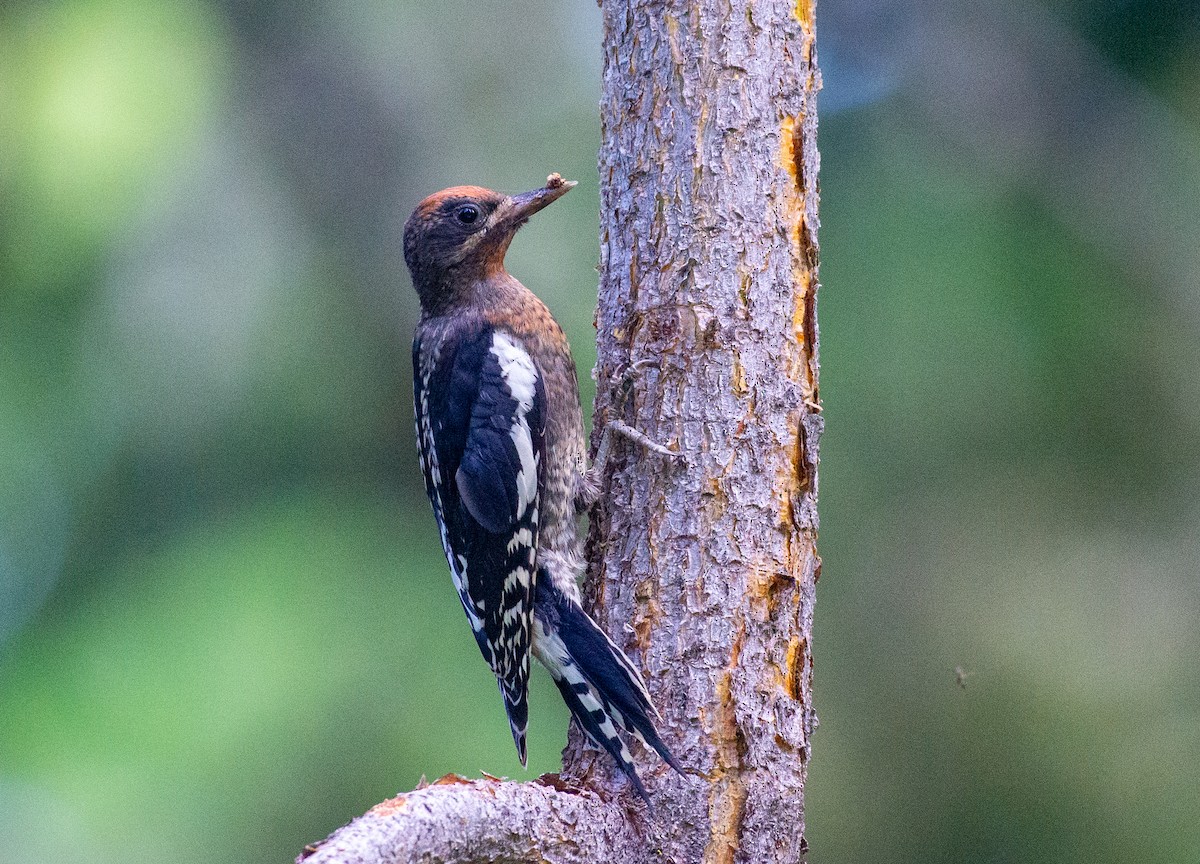 Red-breasted Sapsucker - ML621769867