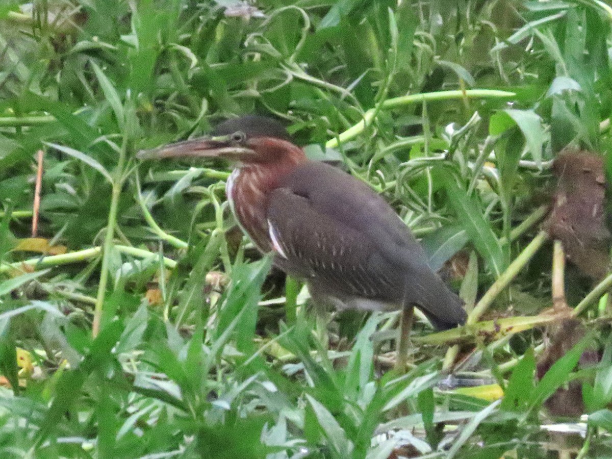 Green Heron - ML621769868