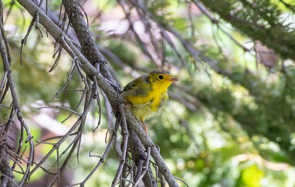 Wilson's Warbler - ML621769870