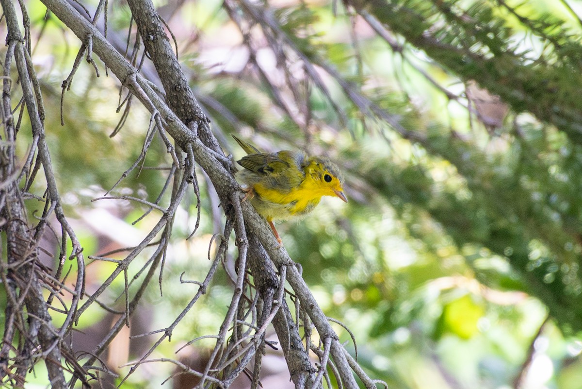 Wilson's Warbler - ML621769873