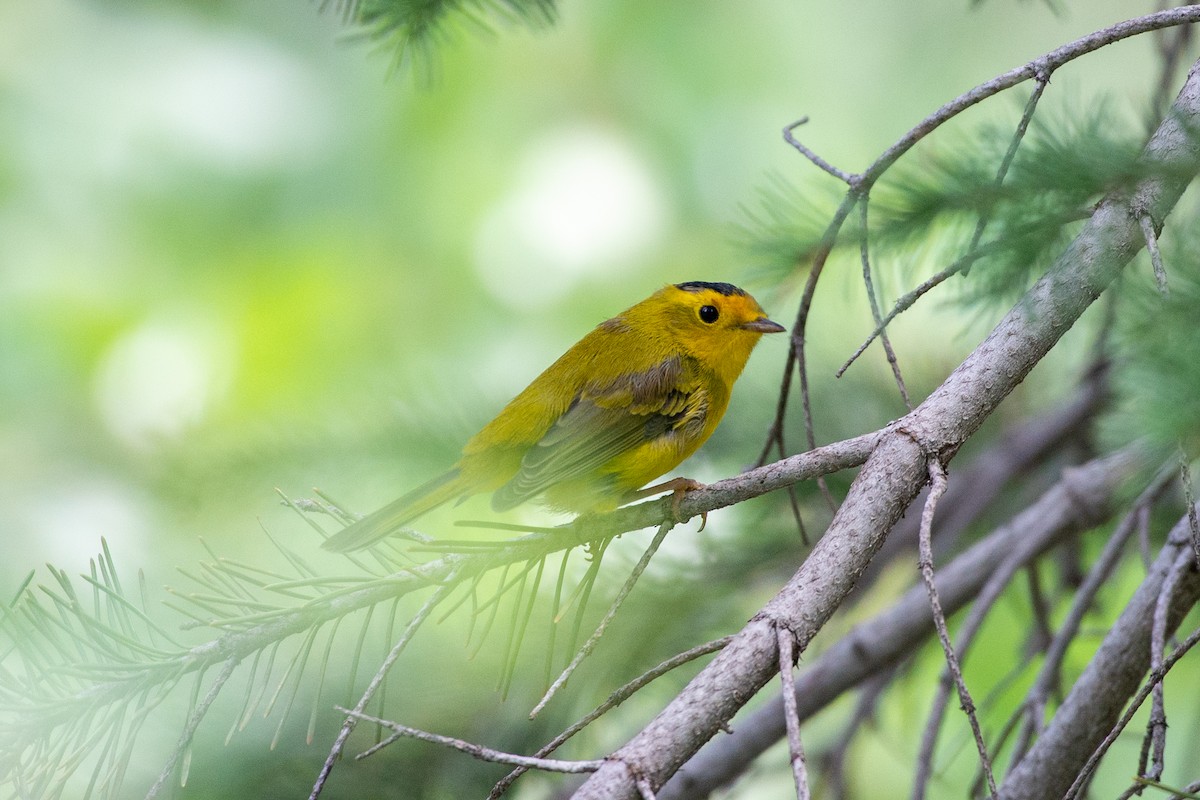 Wilson's Warbler - ML621769878