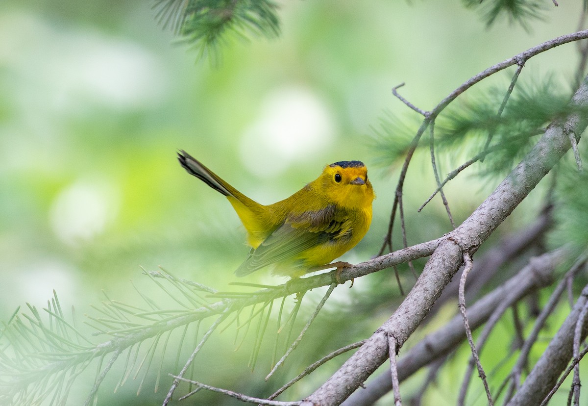 Wilson's Warbler - ML621769880