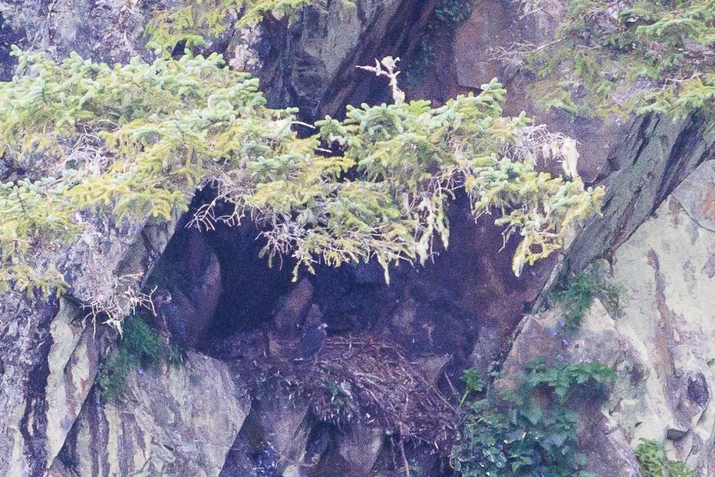 Peregrine Falcon - Denise Turley