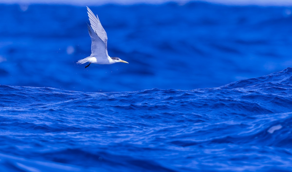 Great Crested Tern - ML621769947