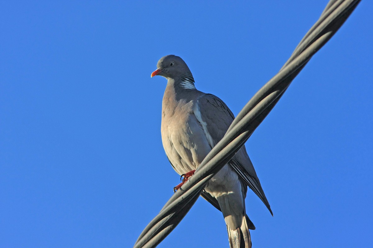 Common Wood-Pigeon - ML621769948