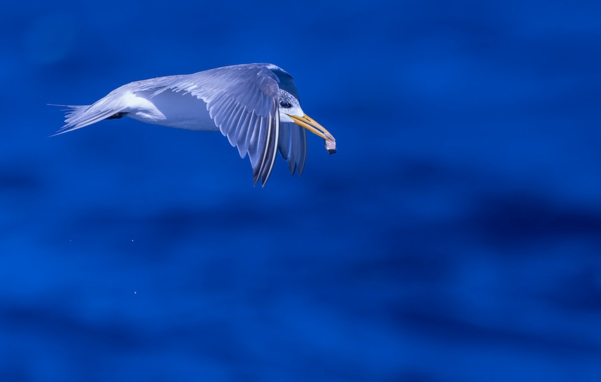 Great Crested Tern - ML621769962