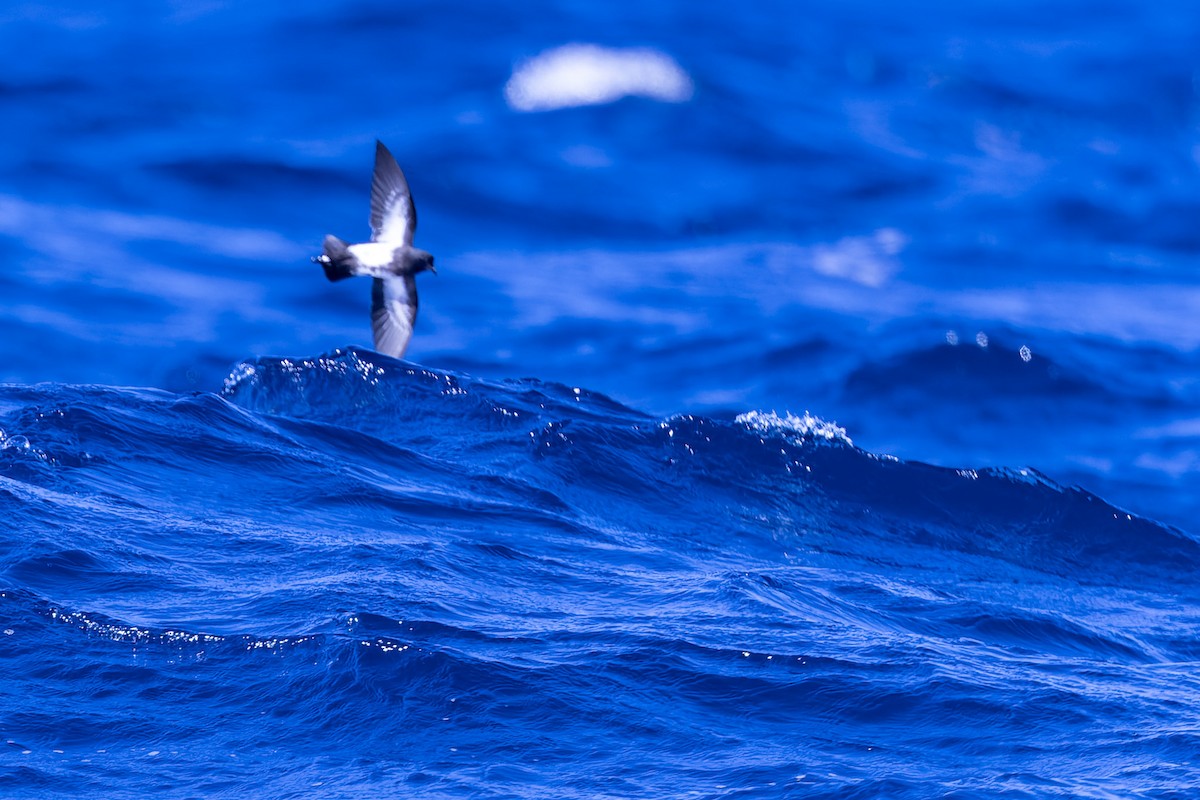 Black-bellied Storm-Petrel - ML621770010