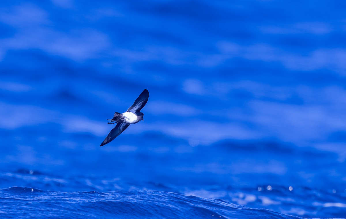 Black-bellied Storm-Petrel - ML621770011