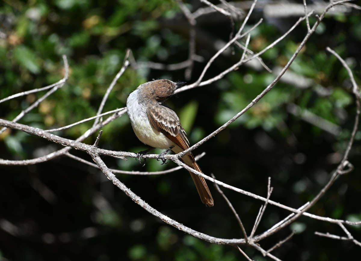 Ash-throated Flycatcher - ML621770038