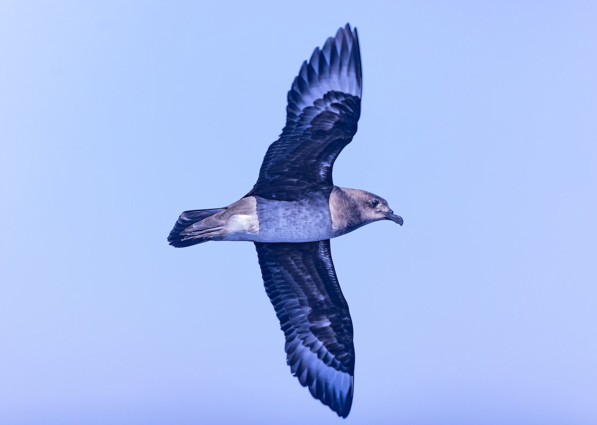 Kermadec Petrel - ML621770052