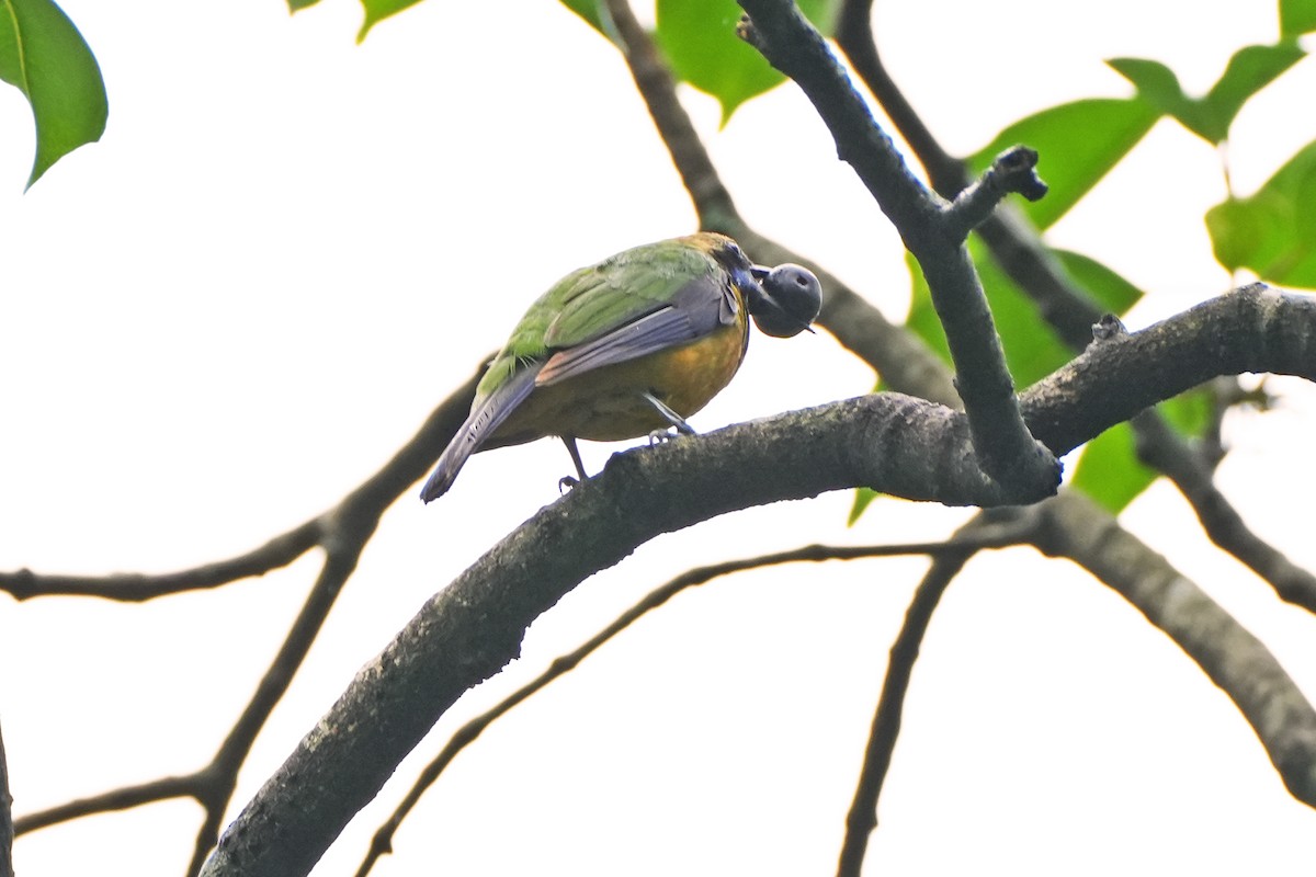 Orange-bellied Leafbird - ML621770060