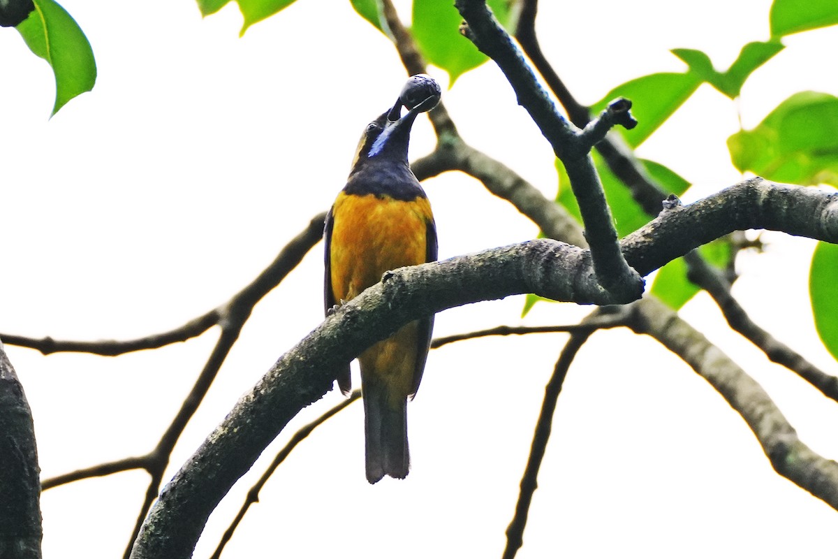 Orange-bellied Leafbird - ML621770061