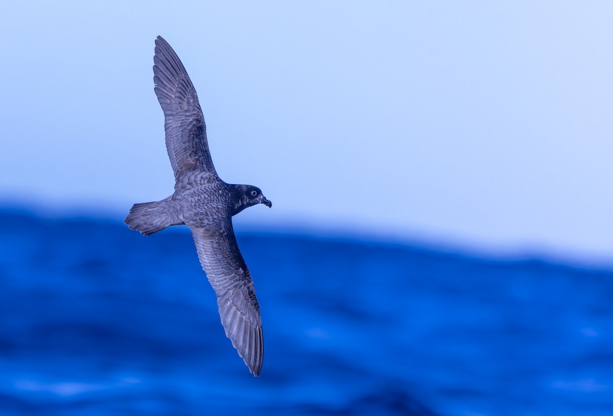 Providence Petrel - ML621770079