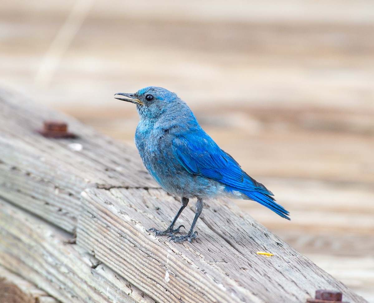 Mountain Bluebird - ML621770109