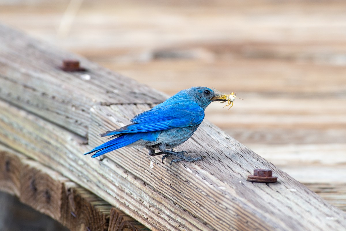 Mountain Bluebird - ML621770110