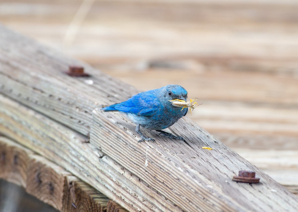 Mountain Bluebird - ML621770114