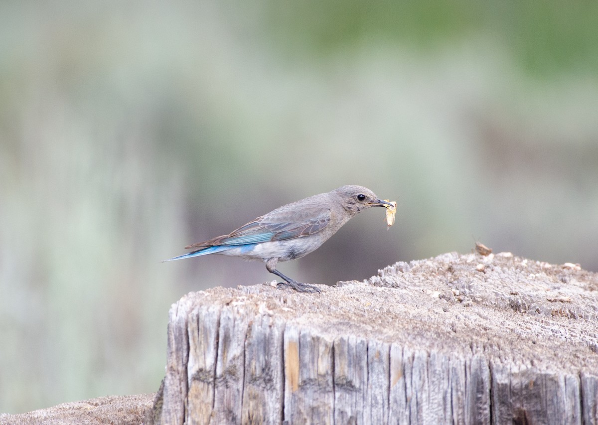 Mountain Bluebird - ML621770115