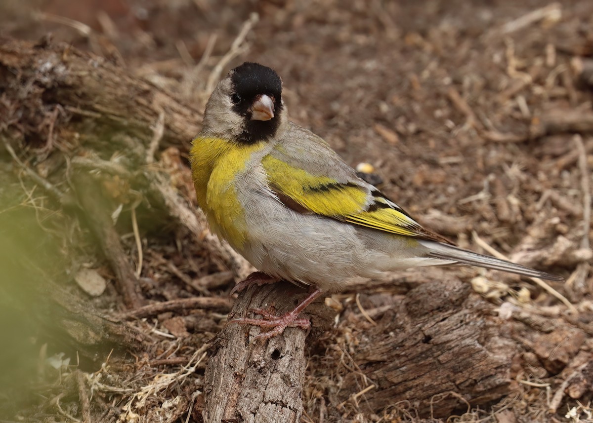 Lawrence's Goldfinch - ML621770136