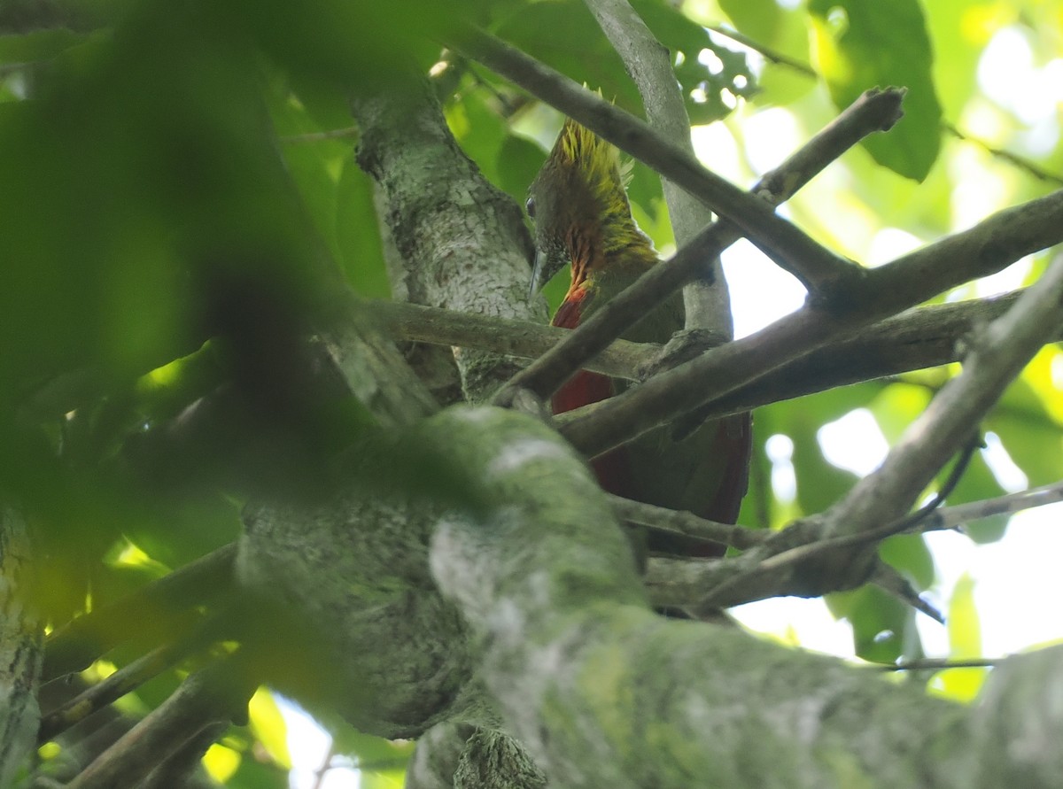 Checker-throated Woodpecker - Stephan Lorenz