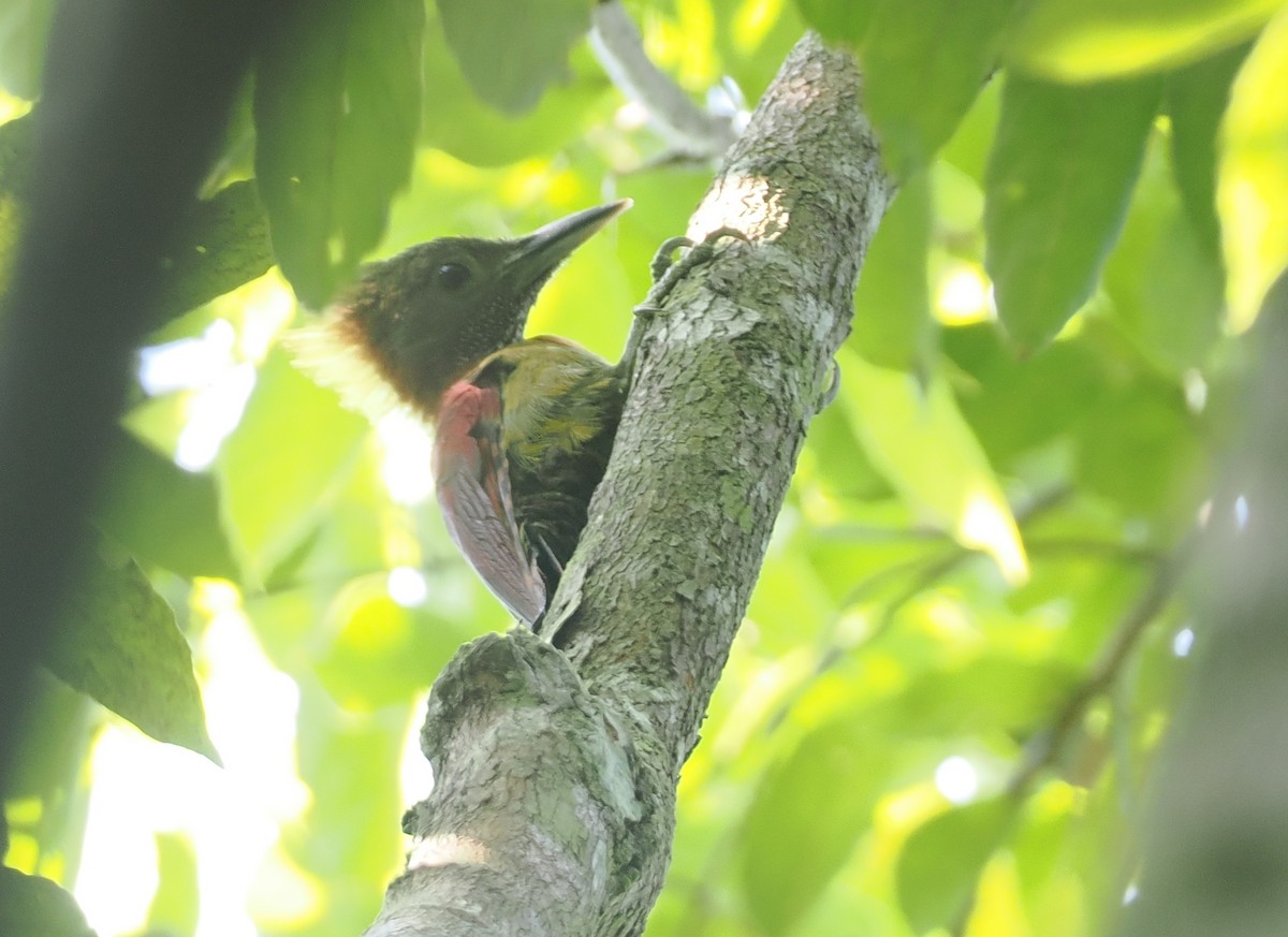 Checker-throated Woodpecker - ML621770224