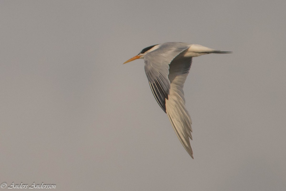 Elegant Tern - Anders Andersson