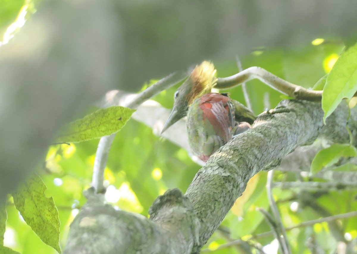 Checker-throated Woodpecker - ML621770232