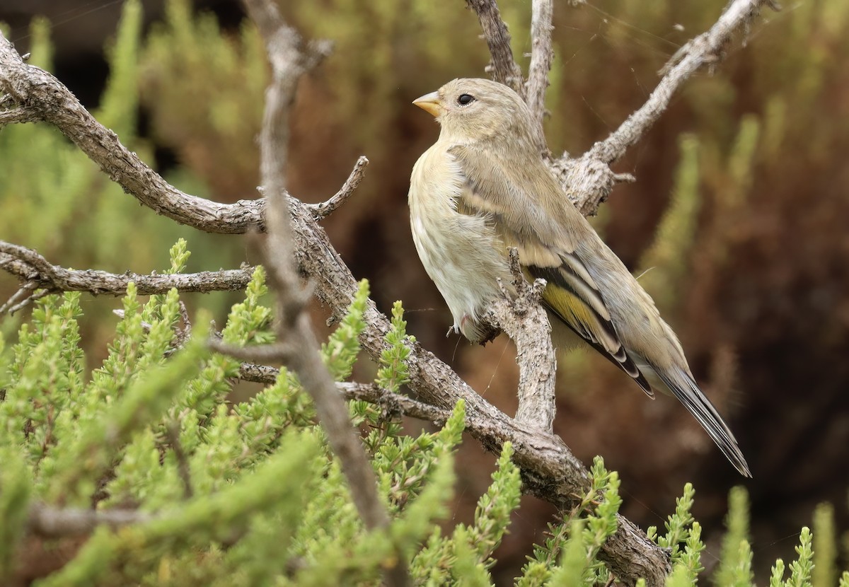 Lawrence's Goldfinch - ML621770262