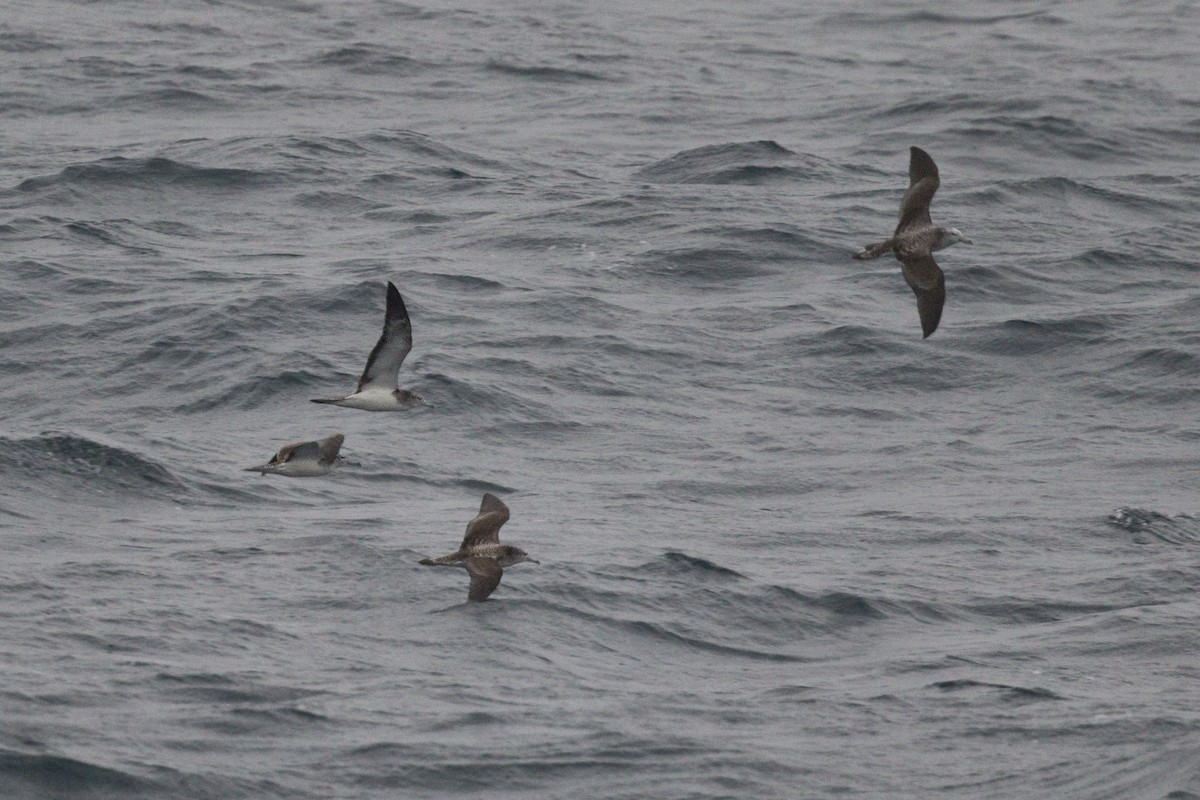 Streaked Shearwater - ML621770303