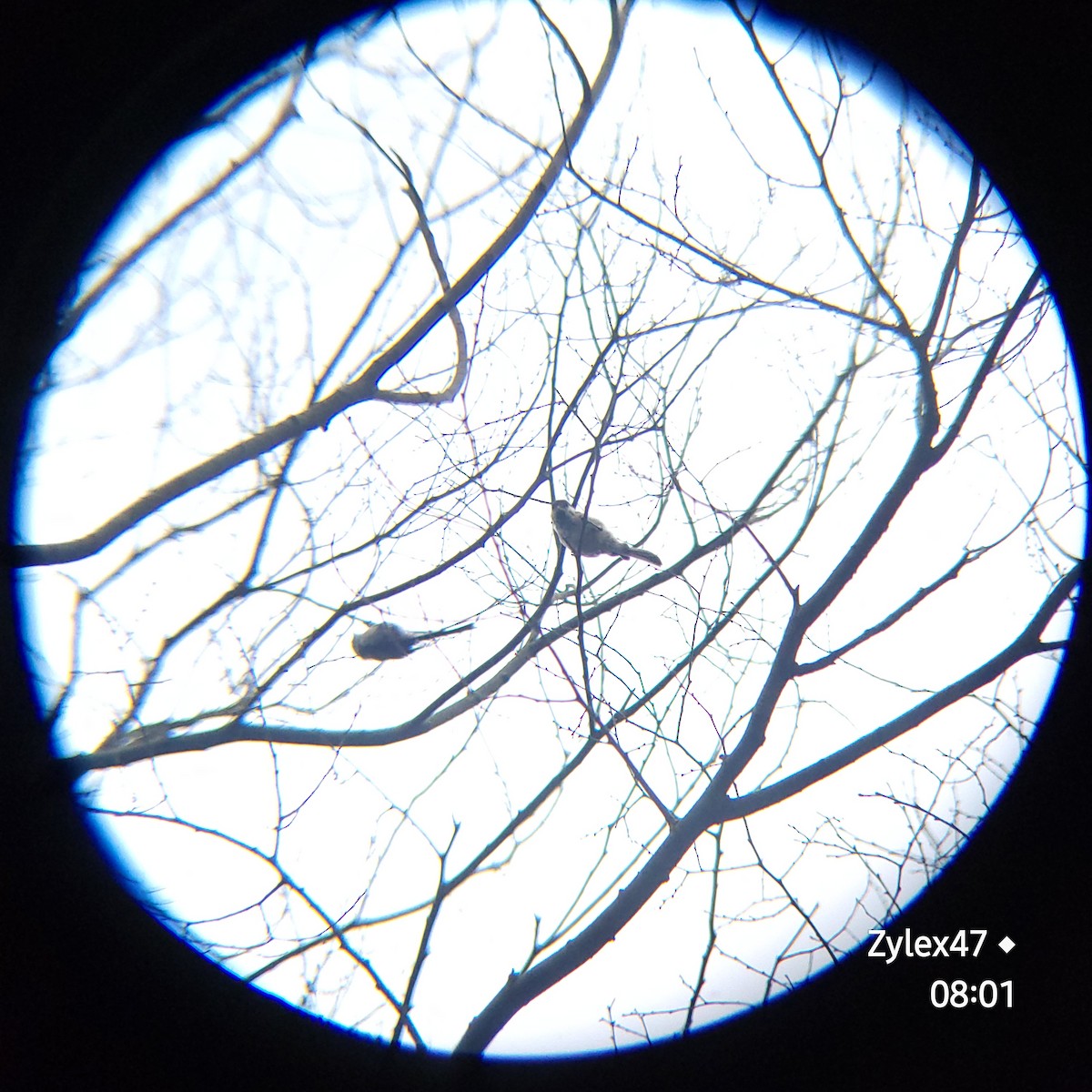 Mésange nonnette - ML621770306