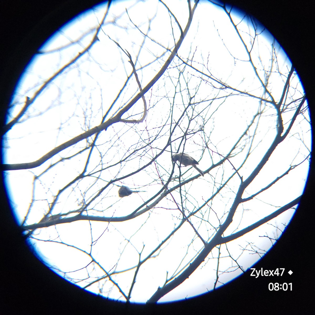 Mésange nonnette - ML621770307