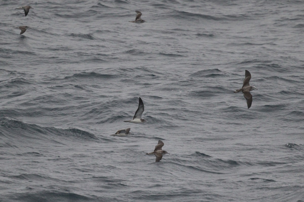 Streaked Shearwater - ML621770309