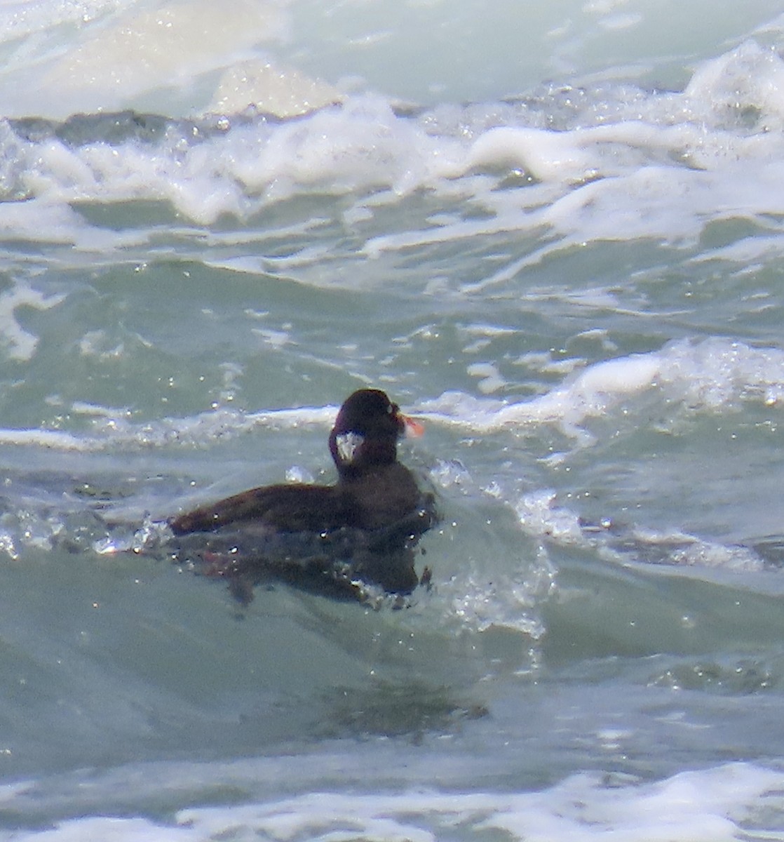 Surf Scoter - ML621770324