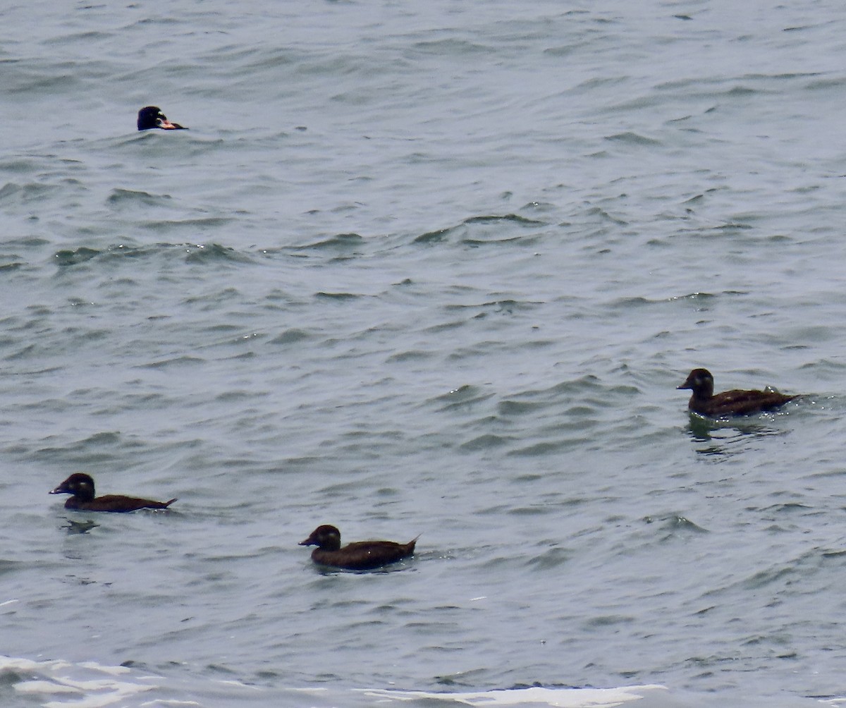 Surf Scoter - ML621770325