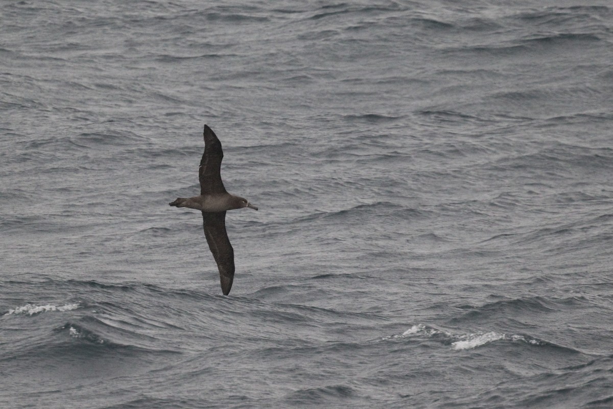 Black-footed Albatross - ML621770326