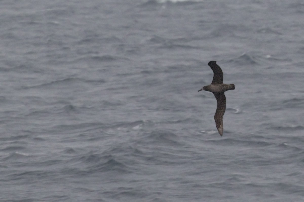 Black-footed Albatross - ML621770339