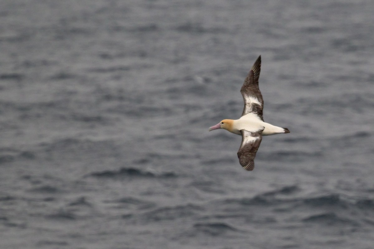 Short-tailed Albatross - ML621770341