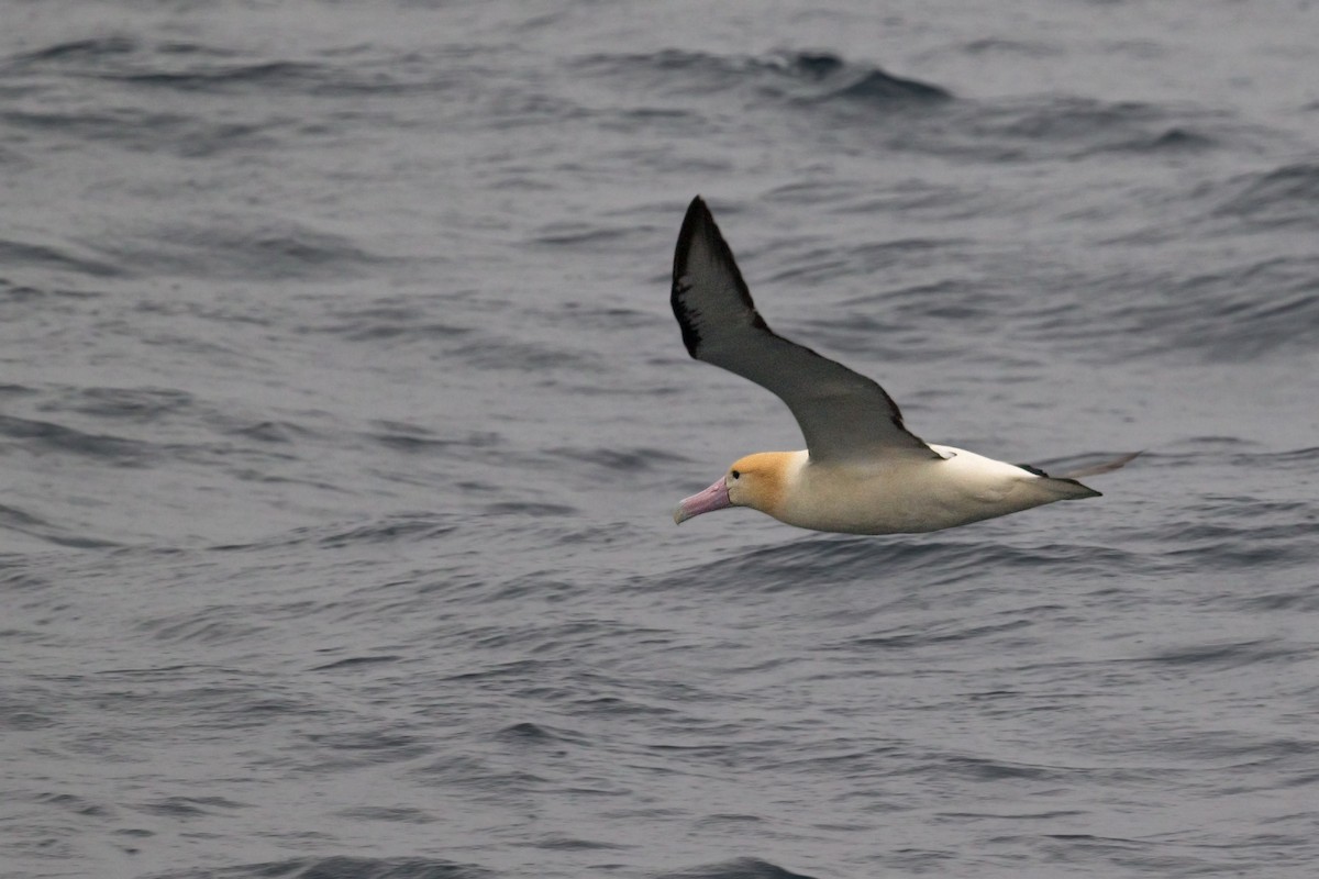 Short-tailed Albatross - ML621770345